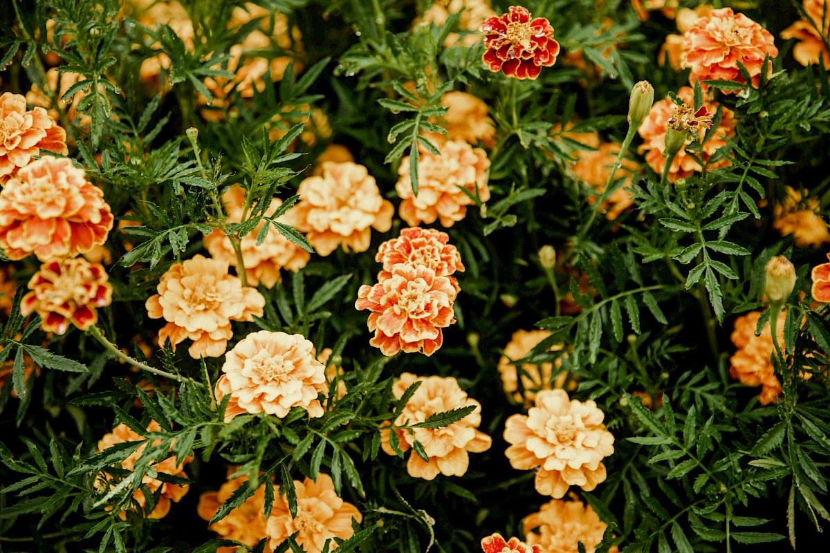 flores naranjas en el paseo de los novios